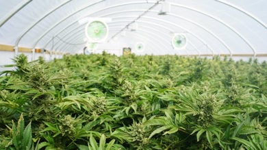 Large Indoor Marijuana Commercial Growing Operation With Fans, Greenhouse, Equipment For Growing High Quality Herb. Cannabis Field Growing For Legal Recreational Use in Washington State