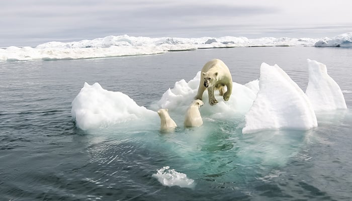 Polar bear in the arctic. Bears in the water.