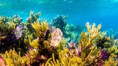 scenics from the coral reefs of the mesoamerican barrier. Mayan Riviera, Mexican Caribbean.