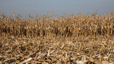 Corn field affected by drought in Poland. Credit: Shutterstock/CreatorsDNA