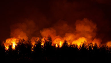 Fearsome forest fire is approaching at night.