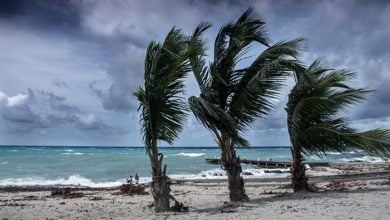 Tropical storm Ida batters the coastline of the Cayman Islands. These palm trees are being blown around in the latest weather formation in the caribbean
