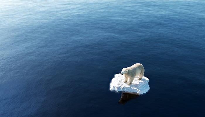 Polar bear on ice floe. Melting iceberg and global warming. Climate change. 3D illustration