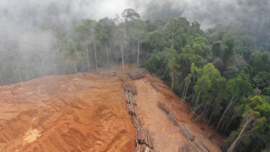 Deforestation. Aerial photo of logging in Malaysia rainforest