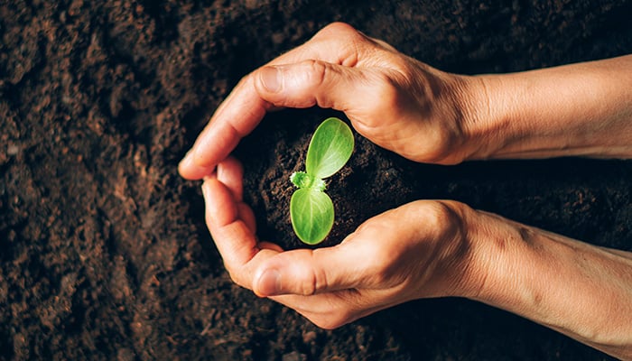 Woman hands holding green seedling, sprout over soil. Top view. Copy space. New life, eco, sustainable living, zero waste, plastic free, earth day, investment concept. Gospel spreading.