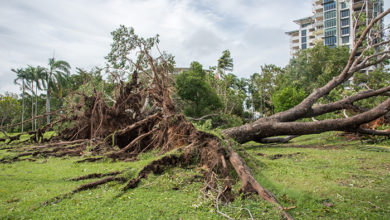 Darwin,Northern Territory/Australia-March 17,2018: Fallen tree aftermath of Cyclone Marcus at Bicentennial Park under an overcast sky in Darwin, Australia