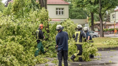 Berlin, Germany: An uprooted tree lying on a major road in Berlin, Germany, after a heavy storm. Firefighters are cutting it to clear the road.