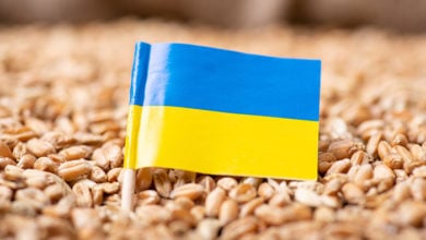 Flag of Ukraine on wheat. Harvest of wheat in Ukraine concept
