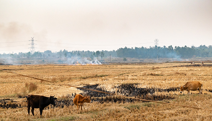 Large amounts of smoke generated by fire, straw and hay in the dry season or post harvest season in West Bengal,