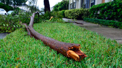 Close-up of fallen, snapped end of tree branch fell after Hurricane Ian passed through Orlando