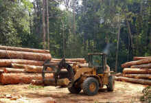 wheel loader tidying the piles of wood logs extracted from the region of Amazonian forest in Brazil